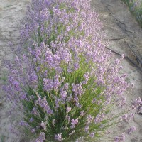 LAVANDA VERA