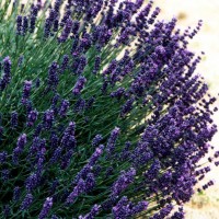 LAVANDA VERA