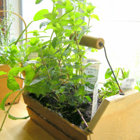 MENTA PIPERITA