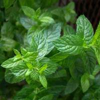 MENTA PIPERITA