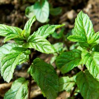 MENTA PIPERITA