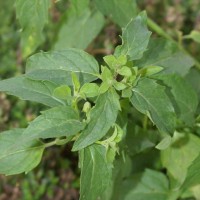 MENTA LONGIFOLIA