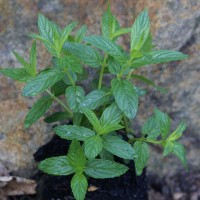 MENTA SPICATA