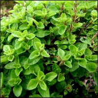 ORIGANO VULGARE