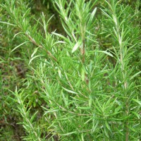 ROSMARINO OFFICINALIS