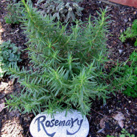 ROSMARINO OFFICINALIS