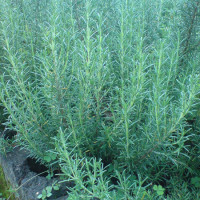 ROSMARINO OFFICINALIS