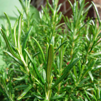 ROSMARINO OFFICINALIS