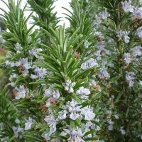 ROSMARINO OFFICINALIS