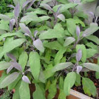 SALVIA ROSSA OFFICINALIS