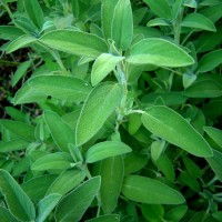 SALVIA OFFICINALIS