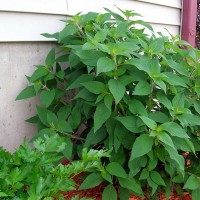 SALVIA ANANAS