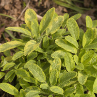 SALVIA AUREA