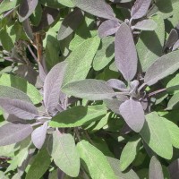 SALVIA ROSSA OFFICINALIS