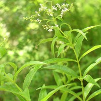 STEVIA