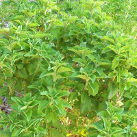 STEVIA