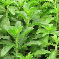 STEVIA