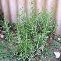 ROSMARINO OFFICINALIS