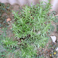 ROSMARINO OFFICINALIS