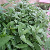 SALVIA OFFICINALIS