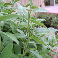 SALVIA OFFICINALIS