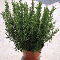 ROSMARINO OFFICINALIS