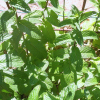 MENTA PIPERITA