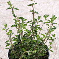 MAGGIORANA OFFICINALIS