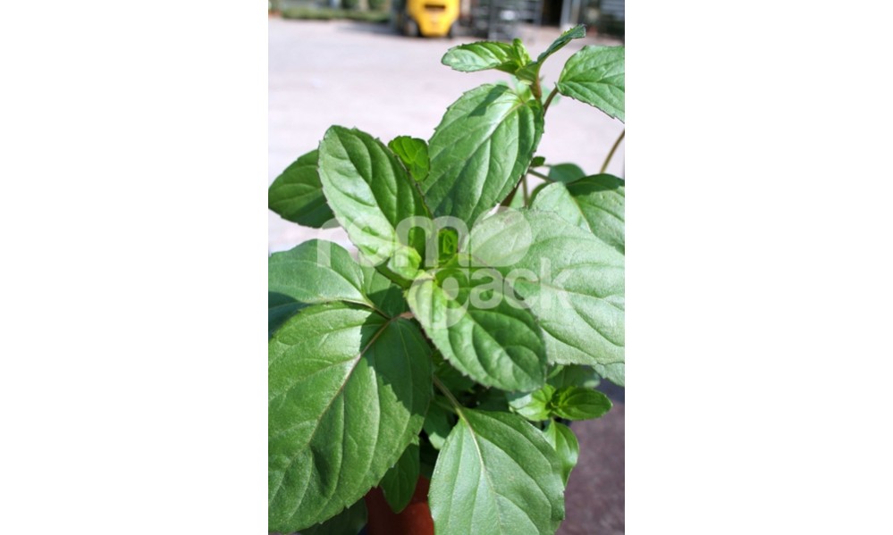 MENTA BERGAMOTTO