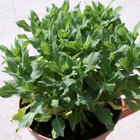SALVIA SUPERBA PERENNE