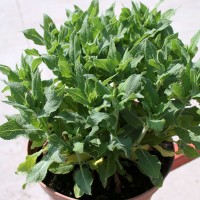 SALVIA SUPERBA PERENNE