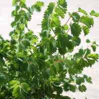 PIMPINELLA