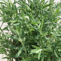 LAVANDA DENTATA VERDE