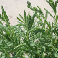 LAVANDA DENTATA VERDE