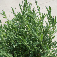 LAVANDA DENTATA VERDE