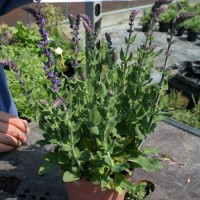 SALVIA PUPERBA MARLENE BLU