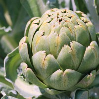 CARCIOFO ROMANESCO