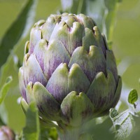 CARCIOFO ROMANESCO