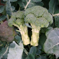 CAVOLO BROCCOLO CALABRESE MARATHON F1