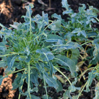 CAVOLO A FOGLIA BROCCOLO FIOLARO GETTI DI NAPOLI