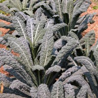 CAVOLO A FOGLIA LACINIATO NERO DI TOSCANA