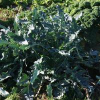 CAVOLO A FOGLIA BROCCOLO FIOLARO