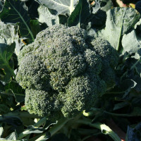 CAVOLO BROCCOLO CALABRESE F1