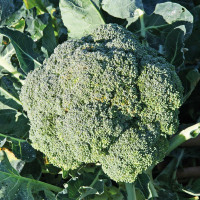 CAVOLO BROCCOLO CALABRESE F1