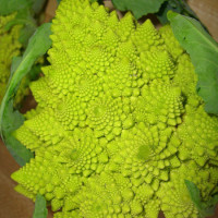 CAVOLFIORE ROMANESCO F1