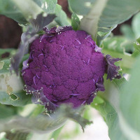 CAVOLFIORE VIOLETTO