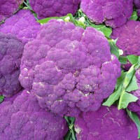 CAVOLFIORE VIOLETTO