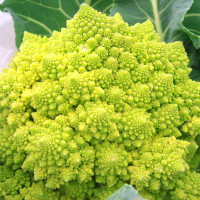 CAVOLFIORE ROMANESCO F1