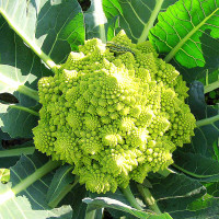 CAVOLFIORE ROMANESCO F1