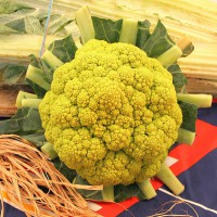 CAVOLFIORE VERDE DI MACERATA